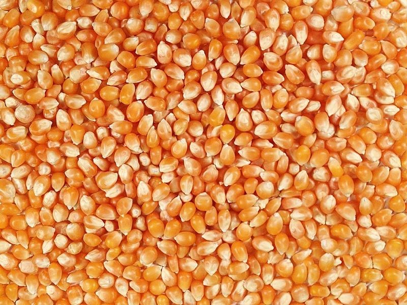 yellow popcorn